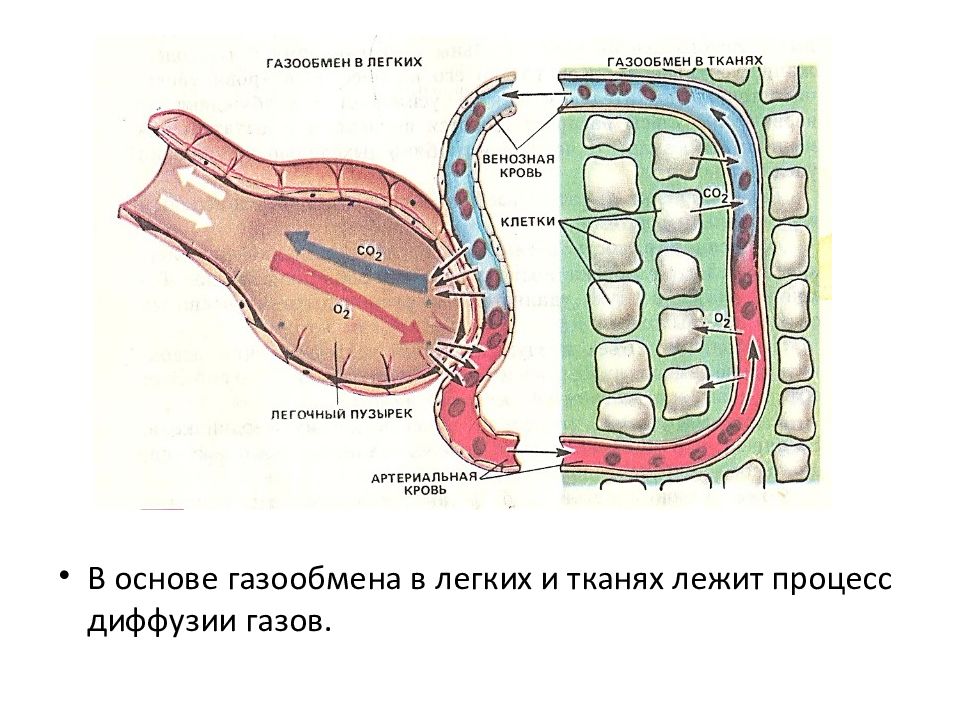 Газообмен человека схема