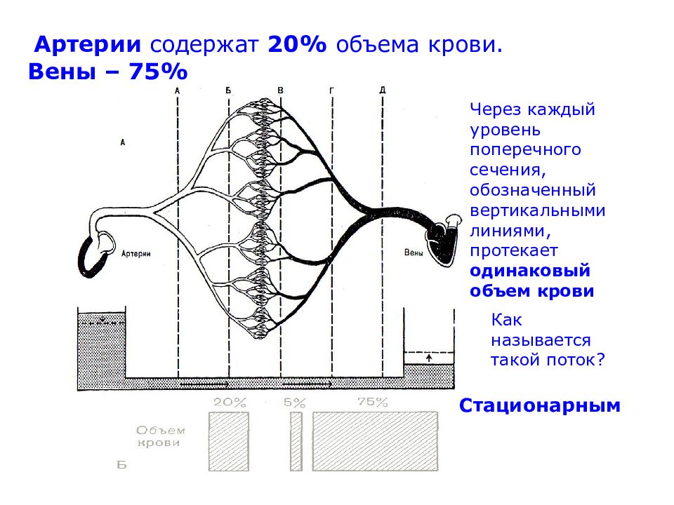 Через каждый. Гидродинамика биофизика. Биофизика звука. Биофизика слуха. Биофизика крови.