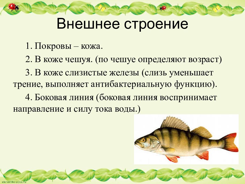 Класс рыб презентация. Рыба для презентации. Вопросы на тему рыбы. Презентация на тему рыбы 7 класс. Внешнее строение чешуи рыбы.