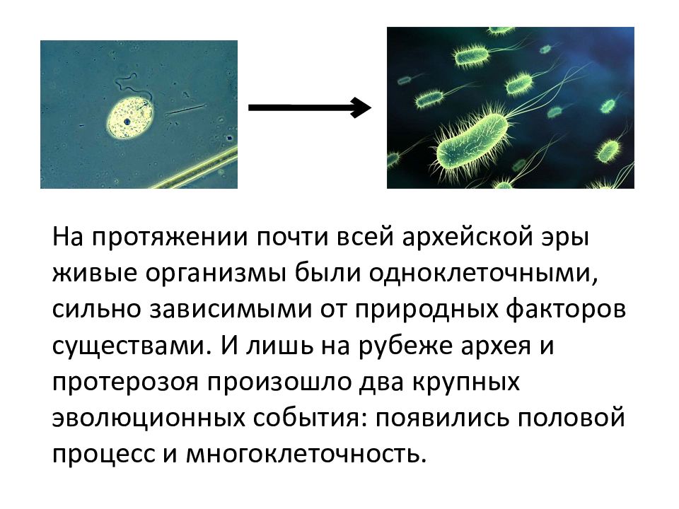 Презентация на тему архей