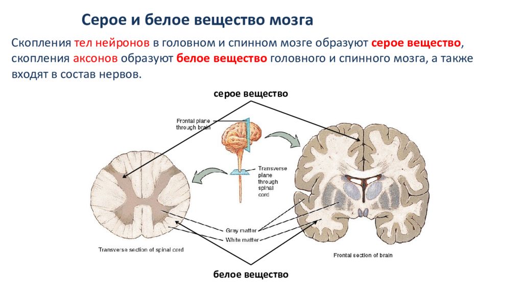 Мозги серое вещество. Серое вещество нервной системы образовано. Серое и белое вещество головного мозга функции. Серое и белое вещество головного и спинного мозга. Строение серого вещества головного мозга.