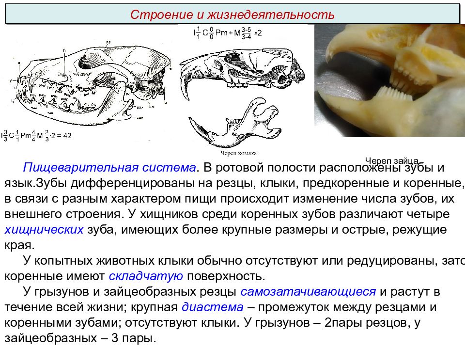 Гетеродонтная дифференцированная зубная система есть у гуся. Зубы хищников строение. Предкоренные зубы это в биологии.