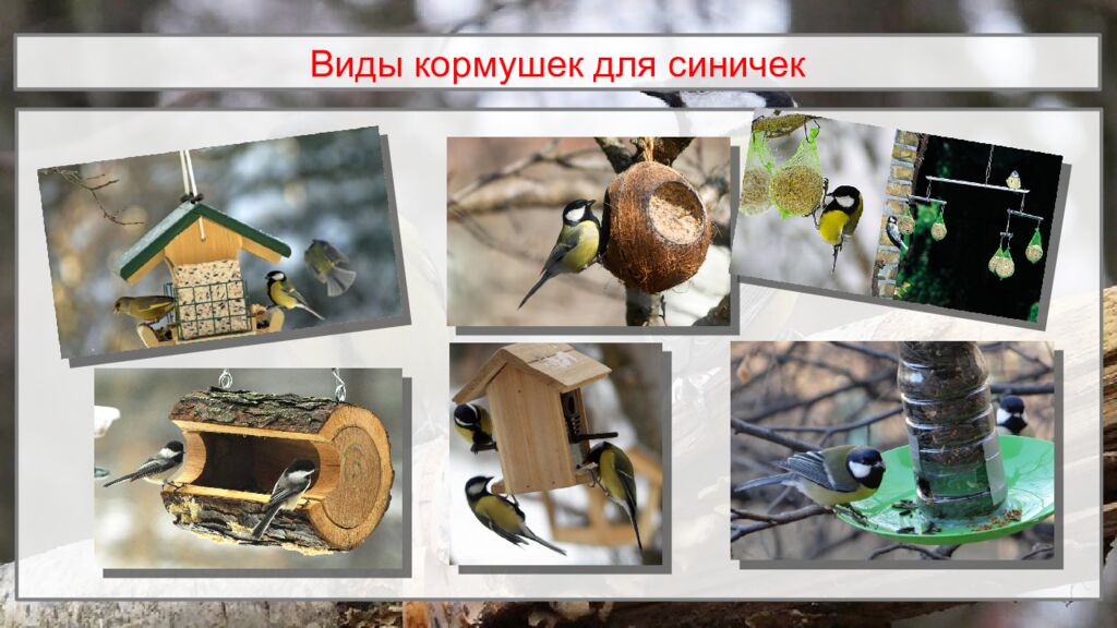 Виды кормушек для синичек