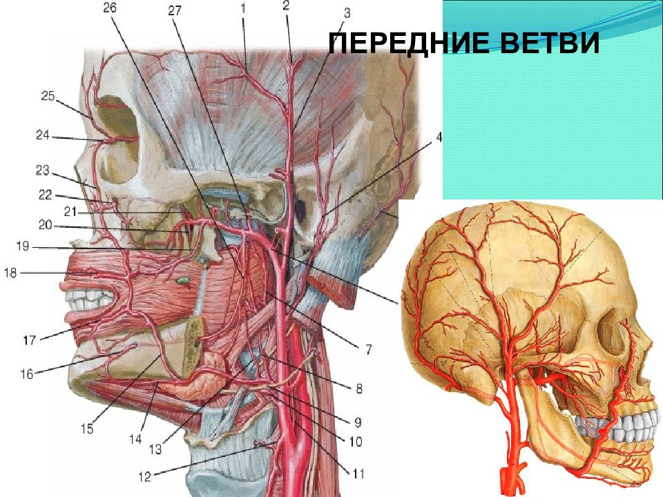 Височная артерия где находится фото