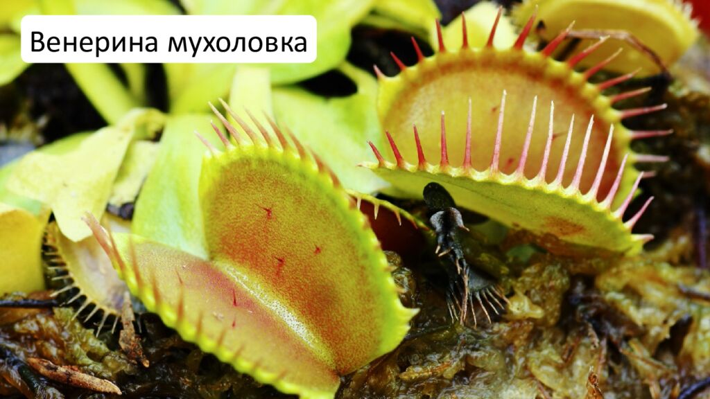 Особенности внешнего и внутреннего строения листа