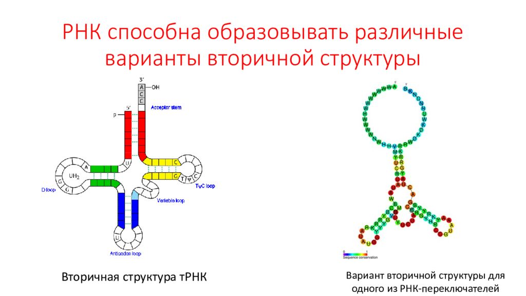Вторичная рнк. Строение вторичной структуры ТРНК. Вторичная структура т РНК. Вторичная структура ТРНК. Вторичная структура петли ТРНК.