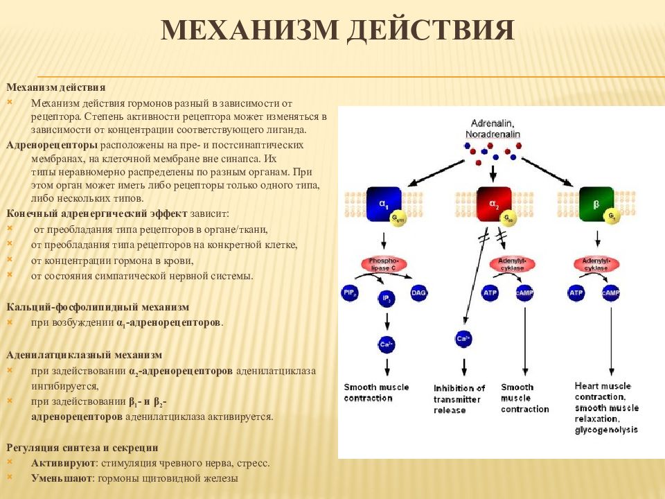 Клеточную локализацию ретиноидных рецепторов. Альфа 2 рецепторы механизм. Механизм действия адреналина на клетки мишени. А1 рецепторы механизм. Механизм действия адреналина схема.