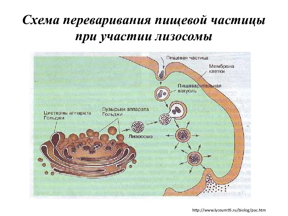 Образование лизосом рисунок