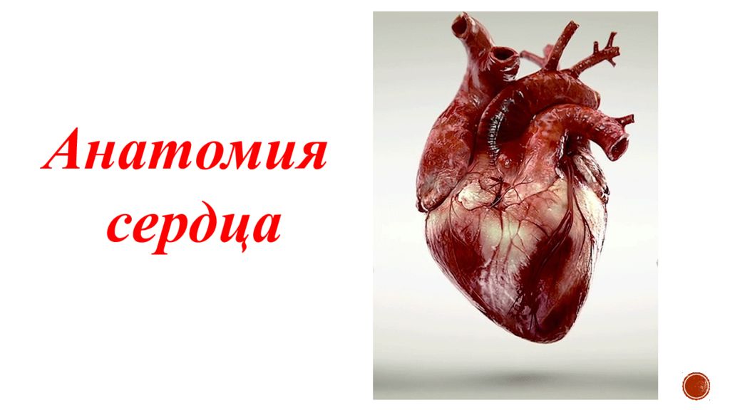 Анатомия сердца