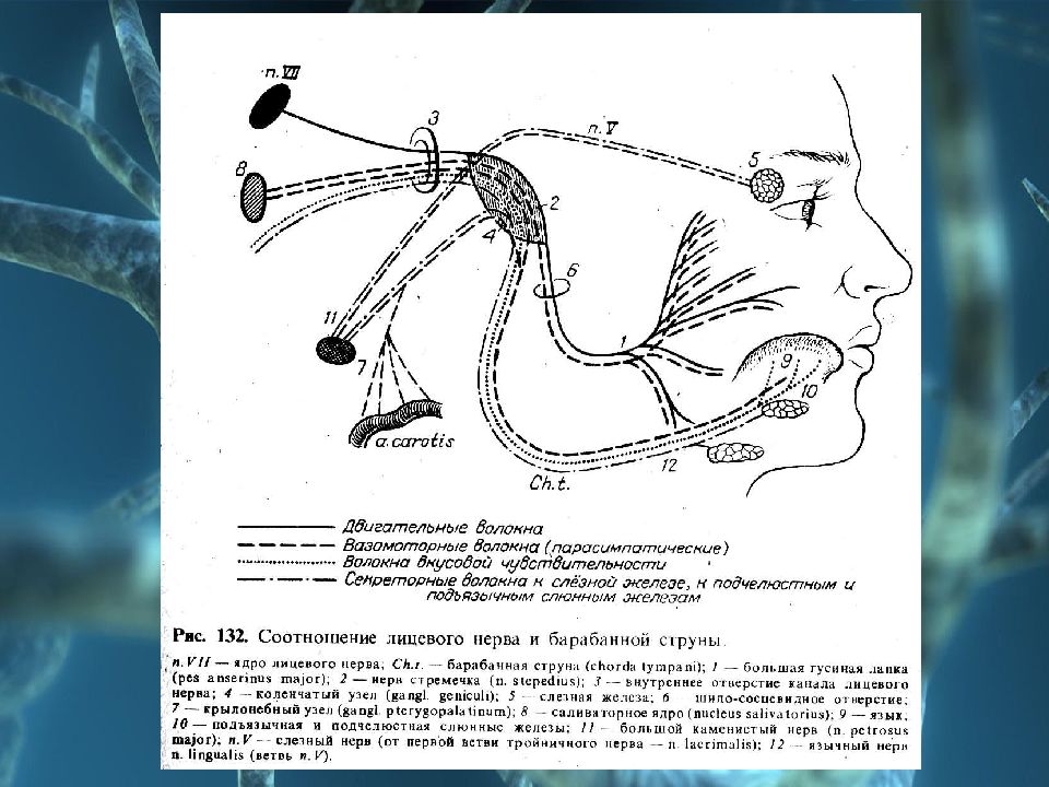 Нервные узлы черепных нервов. 7 Пара черепных нервов ядра. Схема 7 пары черепных нервов. 7 Пара черепных нервов иннервация. Путь 7 пары черепных нервов.