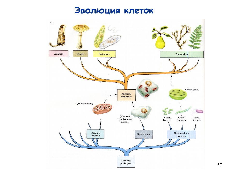 Эволюция эукариотических организмов