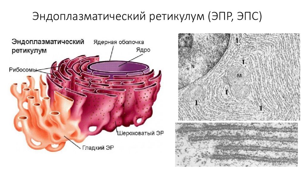 Гранулярный ретикулум