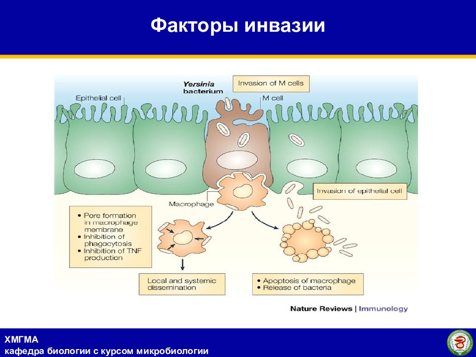 Схема факторы патогенности микроорганизмов