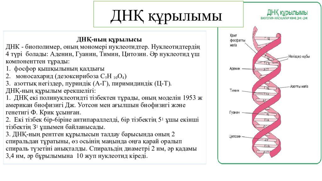 Каковы нуклеотиды рнк