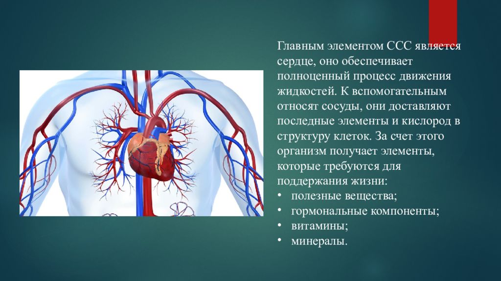 Дыхательный и сердечно сосудистый центр расположены. Сердечно сосудистая система. Инструментальные исследования сердечно сосудистой системы. Методики исследования сердечно-сосудистой системы. Сердечно сосудистая система презентация.