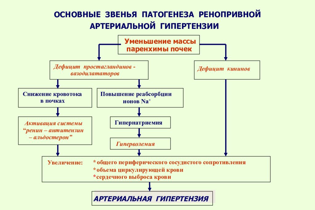 Артериальная гипертензия патогенез. Механизм развития почечной артериальной гипертензии. Патогенез ренопривной артериальной гипертензии. Патогенез артериальной гипертензии патофизиология. Ренопривная артериальная гипертензия механизмы развития.