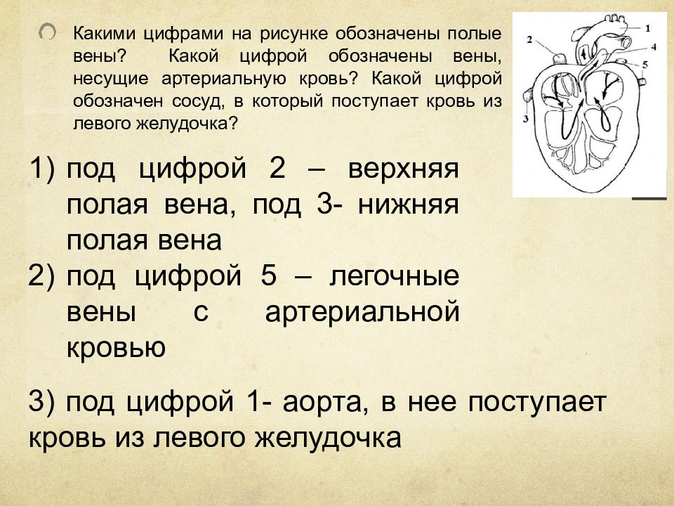 3 под цифрой 4. Какой цифрой обозначены вены несущие артериальную кровь. Какими цифрами обозначены на рисунке полые вены. Вены несущие артериальную. Вена несущая артериальную кровь.