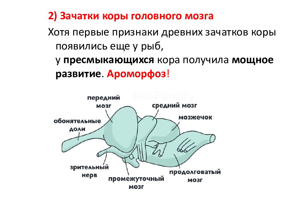 Ароморфозы пресмыкающихся