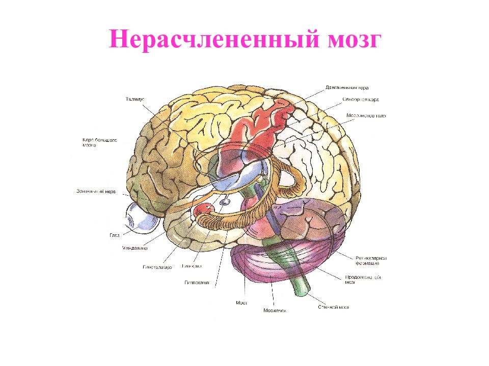 Где мозг. Здоровый современный мозг строения модели. Строение мозговой кари. Нерасчлененный комплекс.