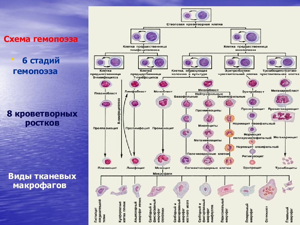 Схема гемопоэза гистология