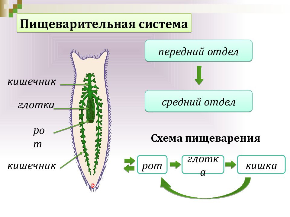 Ткани плоских червей. Сосальщики плоские черви. Питание плоских червей. Сосальщики пищеварительная система схема.