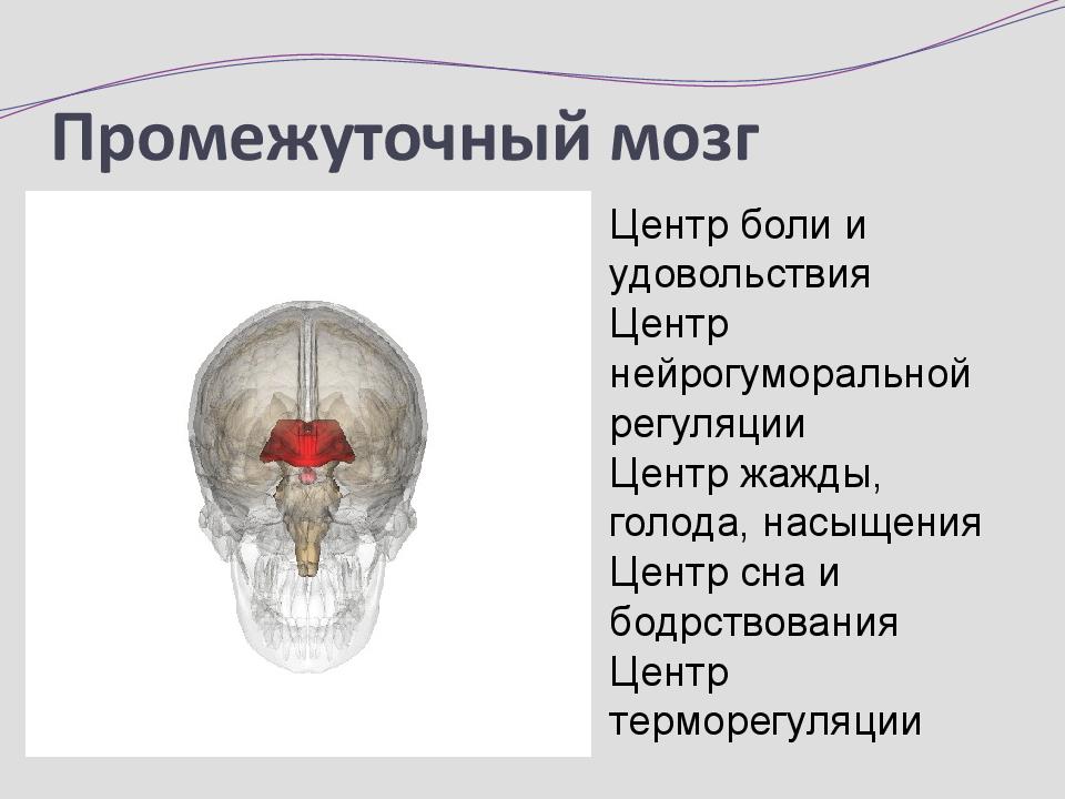 Болевой центр в мозге