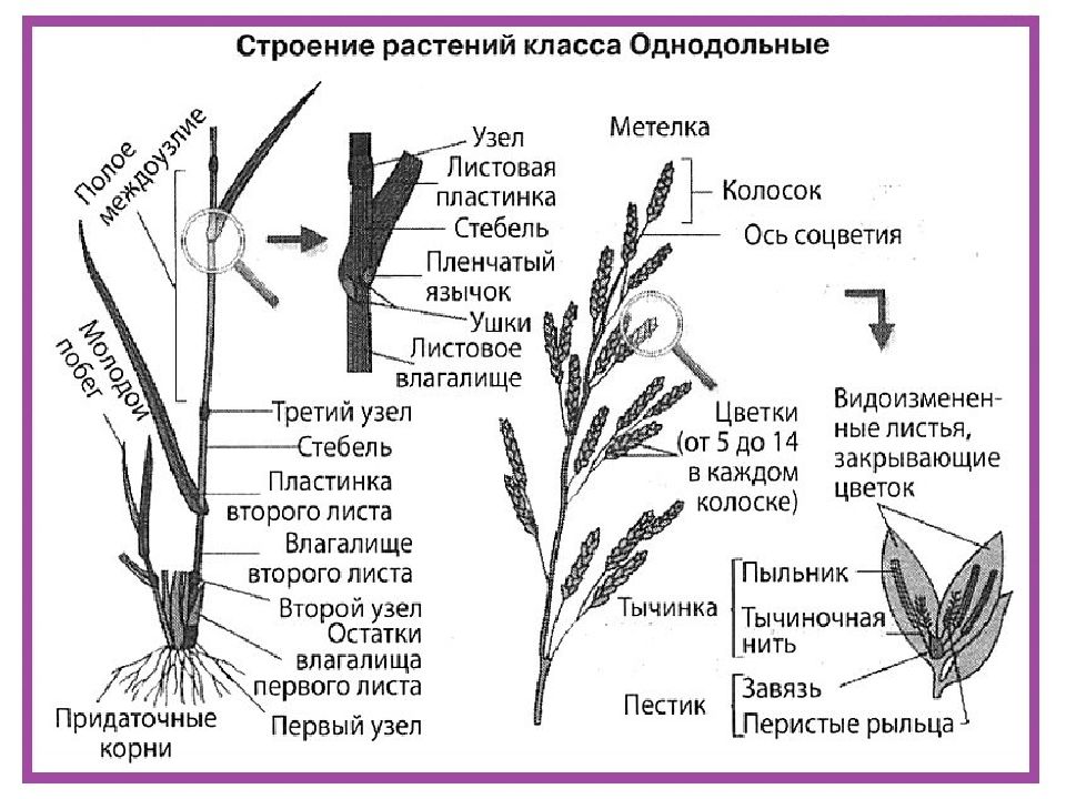 Особенности листьев особенности стебля. Строение злаковых растений. Строение цветка однодольных злаковых. Строение стебля злака. Строение листьев однодольных растений.