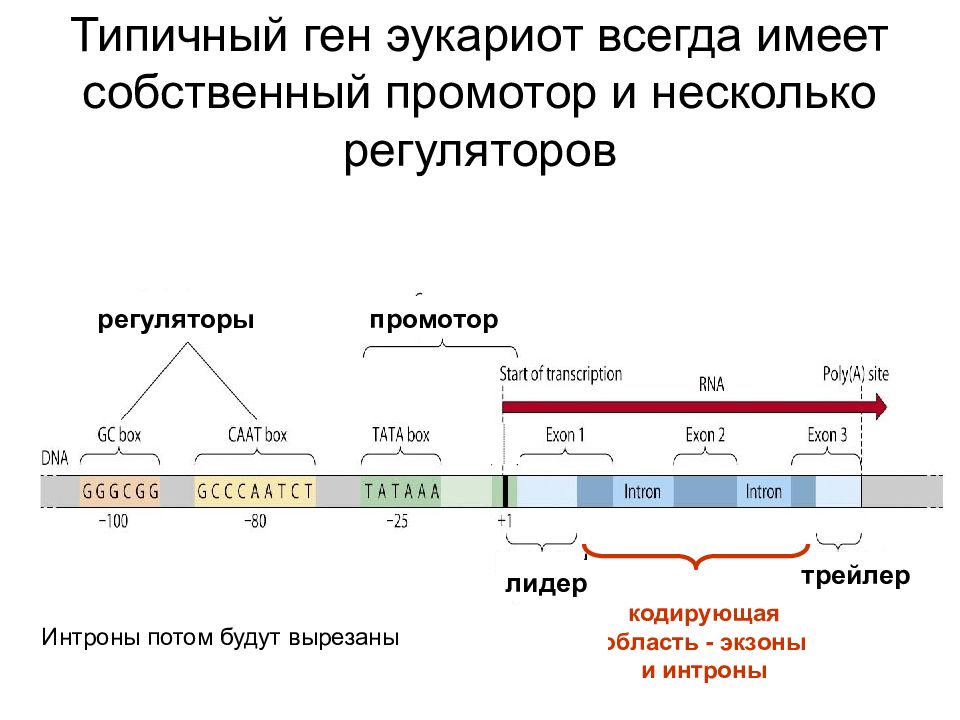 Ген структуры