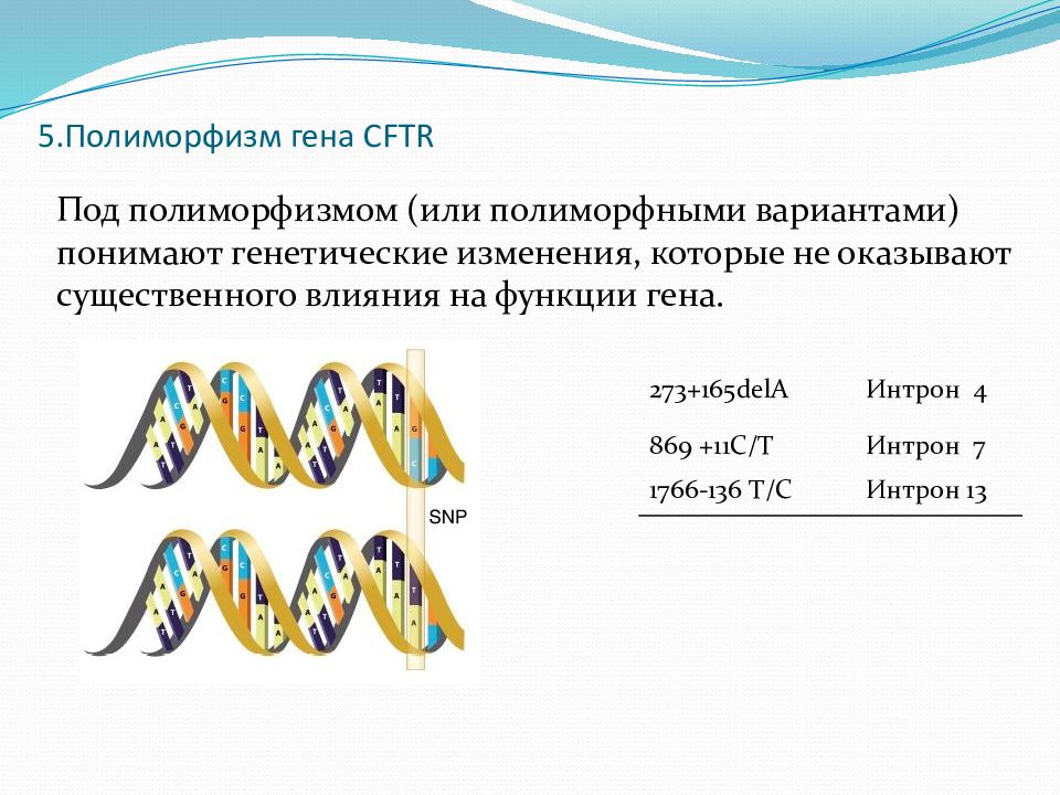 Полиморфизм. Полиморфизм генов. Полиморфизм в гене. Полиморфизм Гена это. Генетический полиморфизм генов.