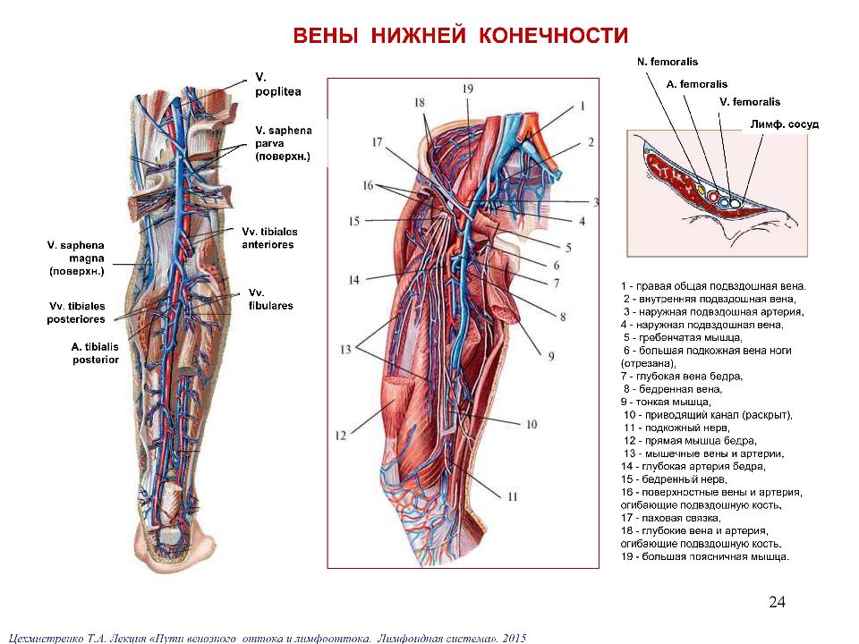 Функция отдела нижних конечностей. Вены нижней конечности анатомия. Бедренная артерия и бедренная Вена. Топография вен нижних конечностей.