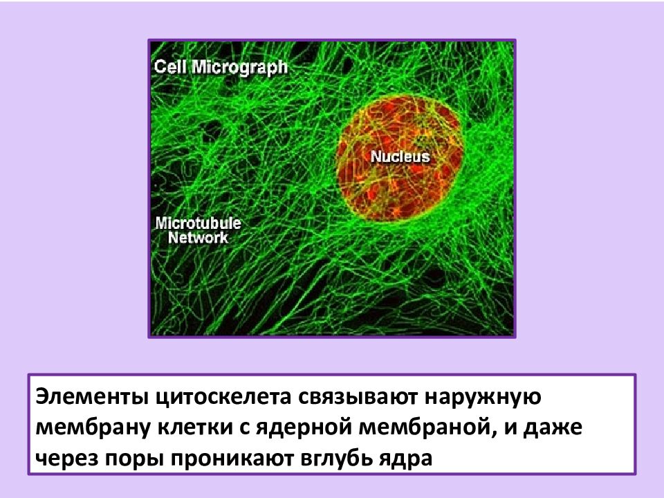 Механизмы клетки. Ее мембрана связана с внешней мембраной ядра. Связана с наружной мембраной ядерной оболочк.