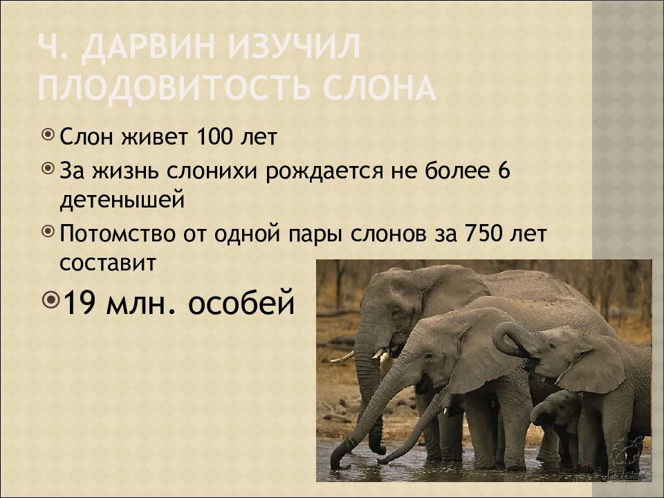Живой слон цена. Слон живет. Слоны живут. Сколько лет живет слон. Сколько лет живут слоны.