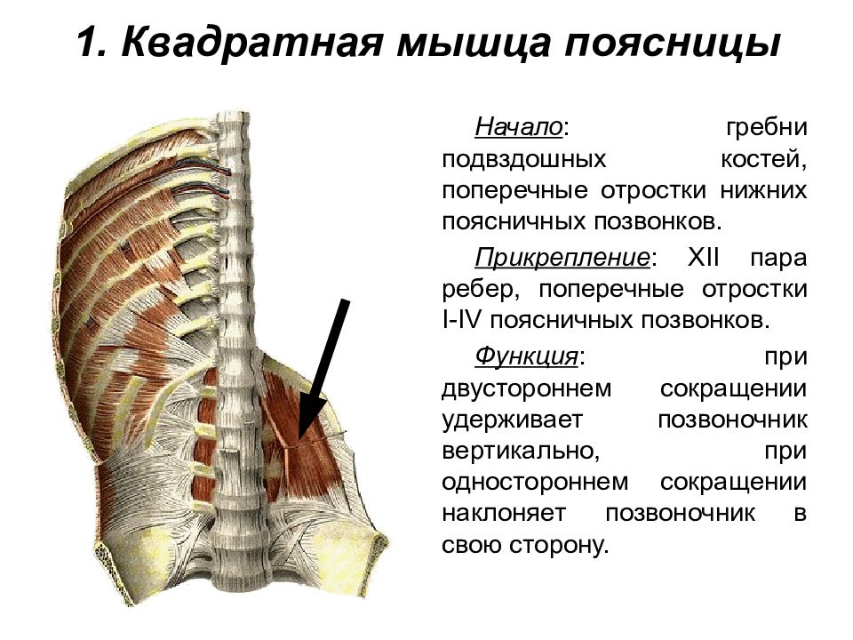 Фото квадратная мышца поясницы