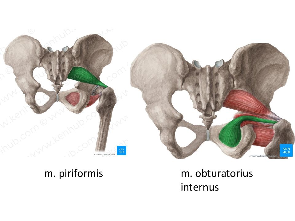 Obturatorius internus мышца