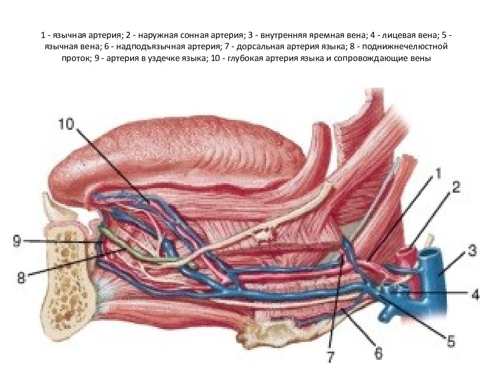 Воспаление внутренней оболочки вены латынь. Язычная артерия анатомия. Подъязычная артерия анатомия.