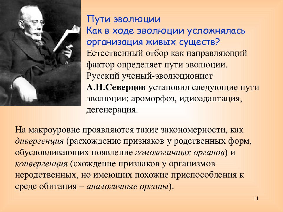 Пути эволюции. Эволюционист Северцов. Естественный отбор направляющий фактор эволюции. Северцов пути эволюции.