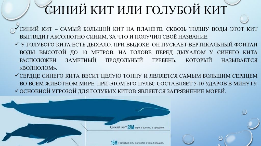 М кит. Синий кит презентация. Морские млекопитающие презентация. Кит для презентации. Общая характеристика морских млекопитающих.