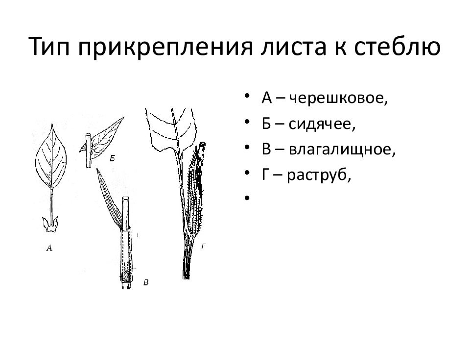 Способы прикрепления листа к стеблю