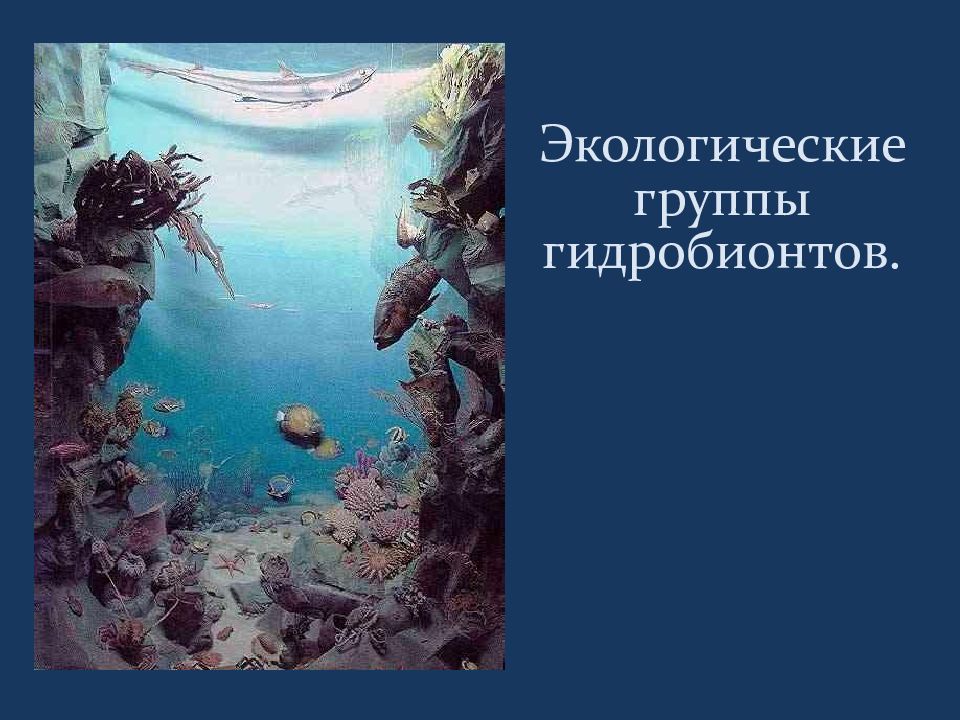 Водные организмы