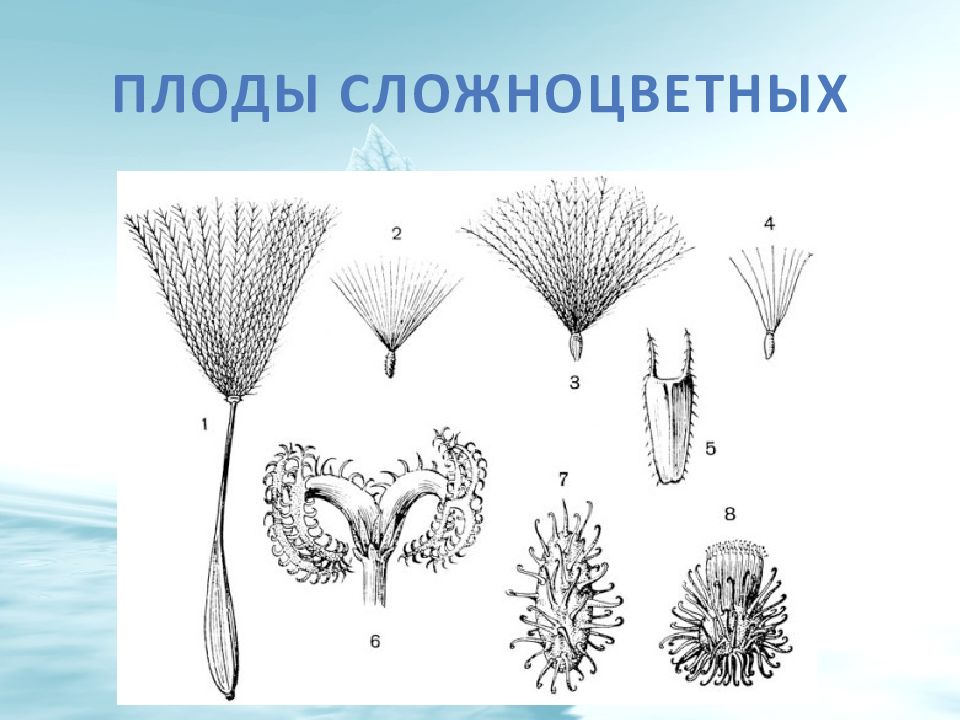 Какой цифрой на рисунке обозначен плод сложноцветных