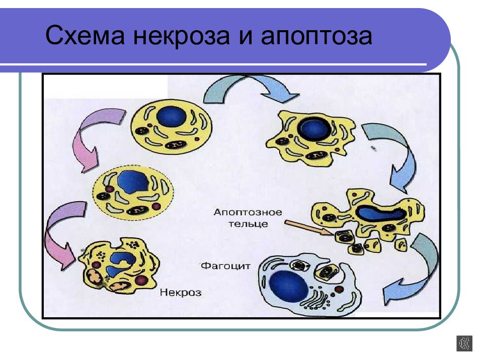 Презентация на тему некроз апоптоз