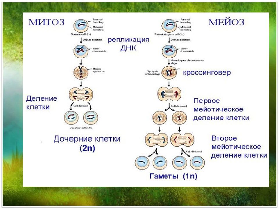 В результате митоза одна материнская клетка. Схема деления клетки митоз и мейоз. Образование клеток митоз мейоз. Процесс деления клетки мейоз. Деление клетки мейоз схема.