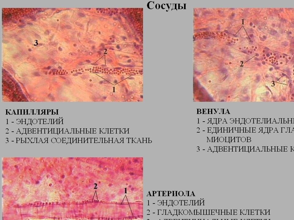 Микроциркуляторное русло гистология рисунок