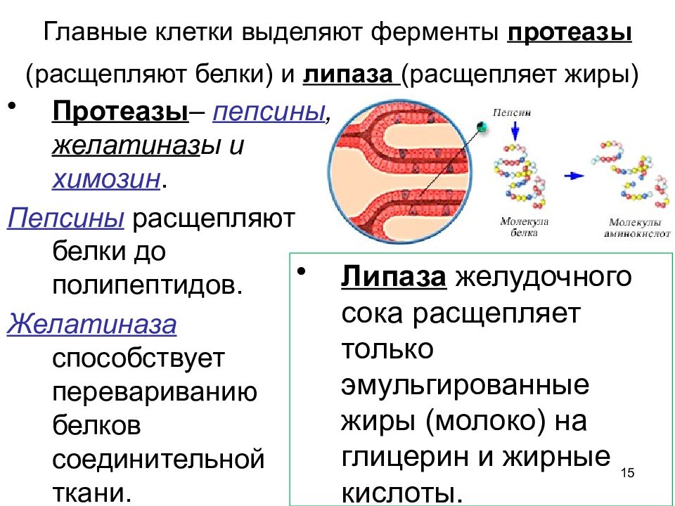 Наличие гидролитических ферментов. Ферментырасчепляющие белки. Расщепление ферментов. Протеазы расщепляют белки. Протеазы ферменты.