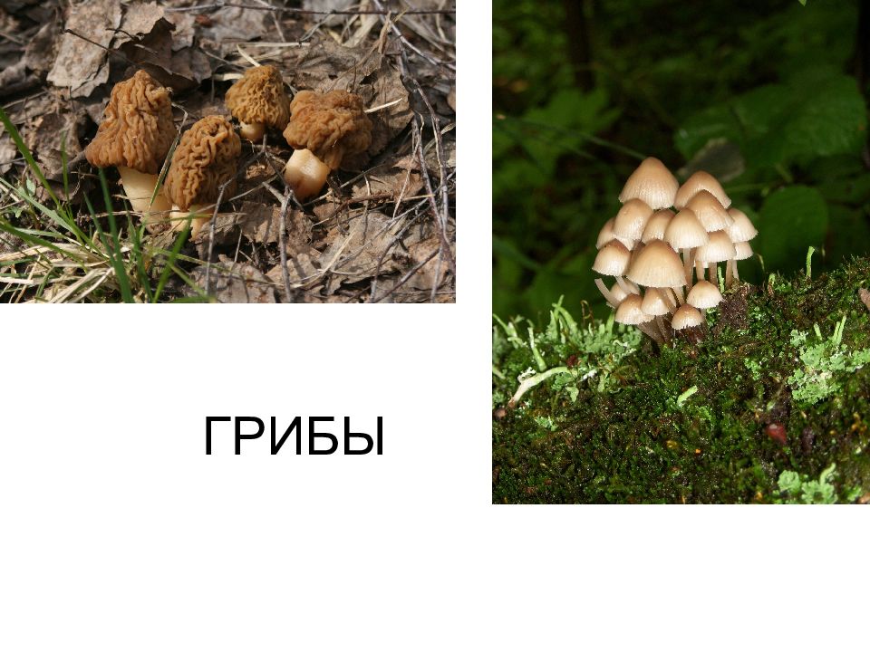 ГРИБЫ