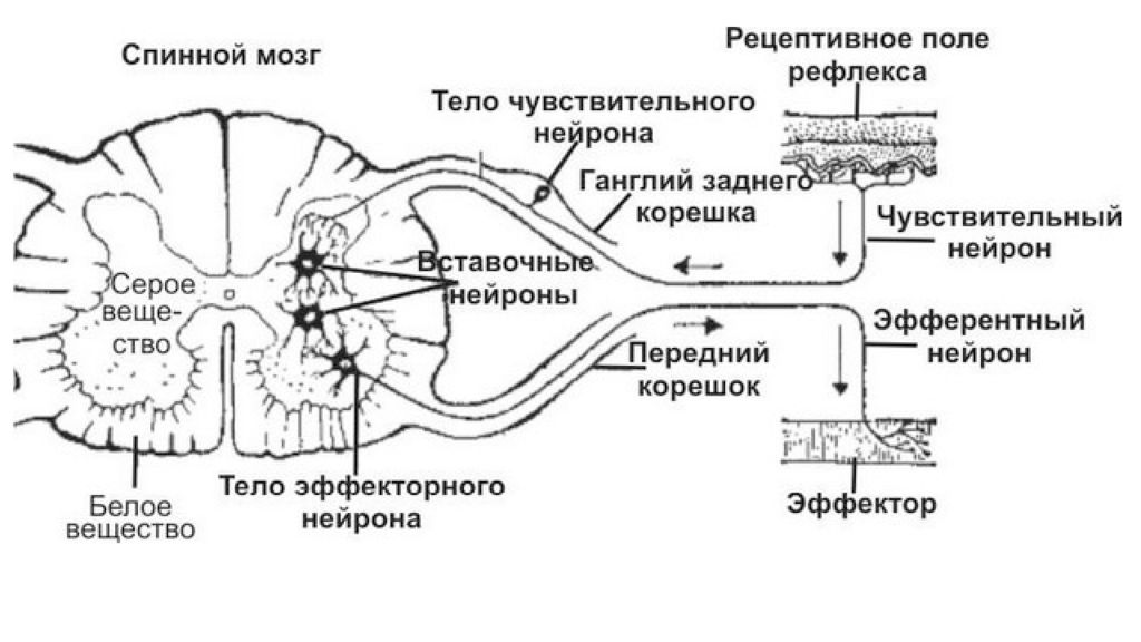 Нервная дуга схема