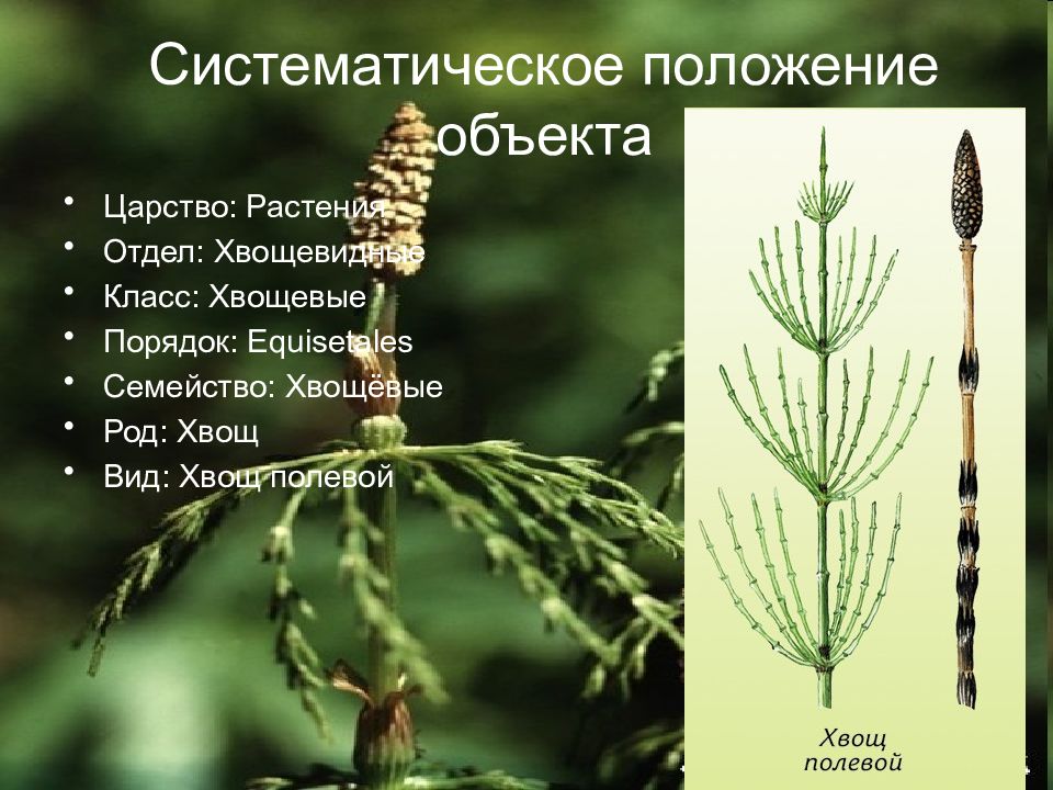 Виды хвощей. Царство растения отдел Хвощевидные. Хвощ таксономия. Хвощ полевой систематика. Систематика хвощей.