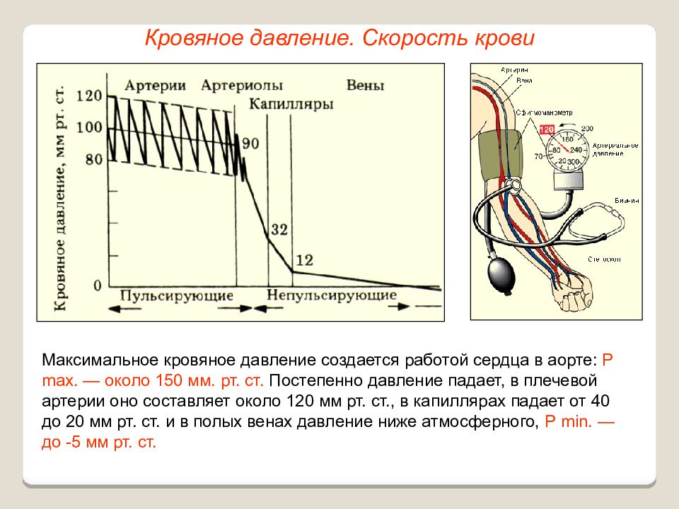 Давление времени. Диастолическое давление крови это. Скорость крови в сосудах. Давление крови в сосудах. Скорость течения крови в артериях.