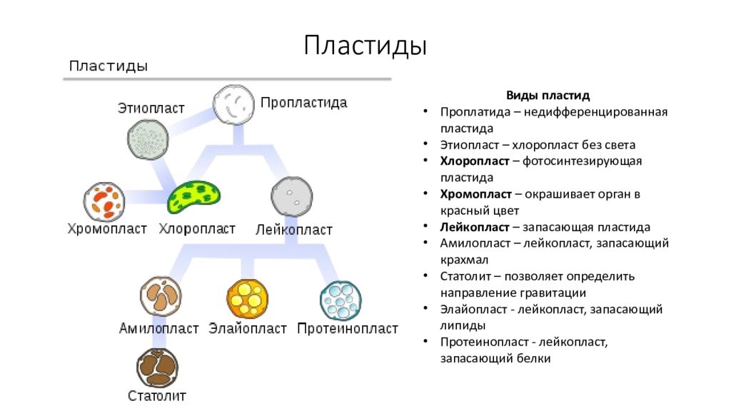 укажите разновидности пластид и их основные характеристики. заполните таблицу. п