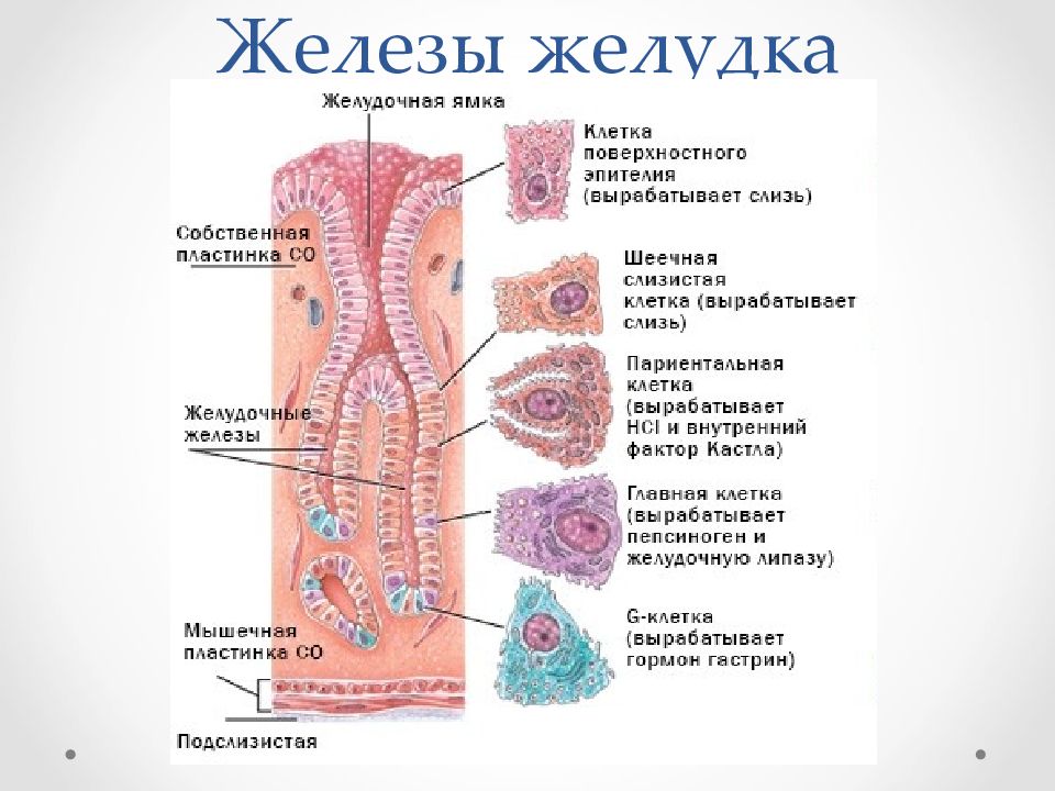 Гистология схемы таблицы и ситуационные задачи по частной гистологии человека